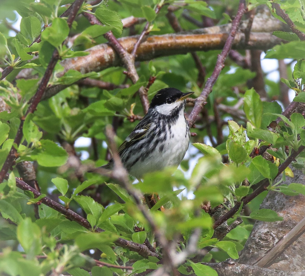 Blackpoll Warbler - Zachary Holderby