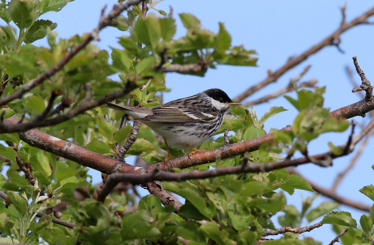 Blackpoll Warbler - Zachary Holderby