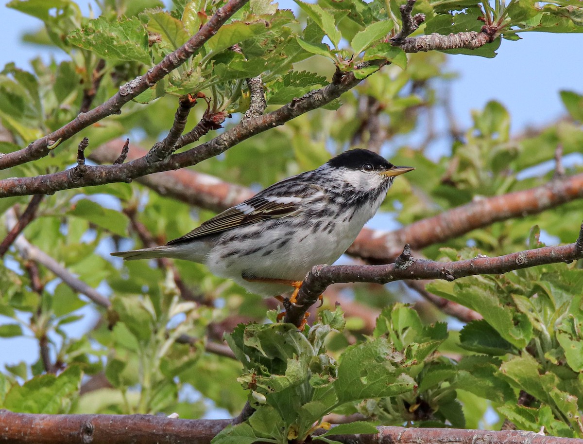 Blackpoll Warbler - Zachary Holderby