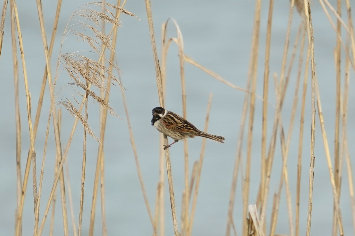 Reed Bunting - Moritz Schalk