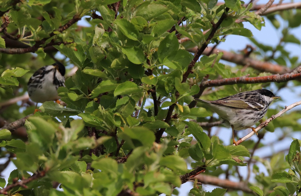Blackpoll Warbler - Zachary Holderby