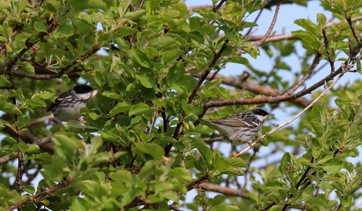 Blackpoll Warbler - Zachary Holderby