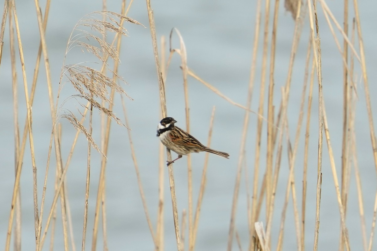 Reed Bunting - ML619400615