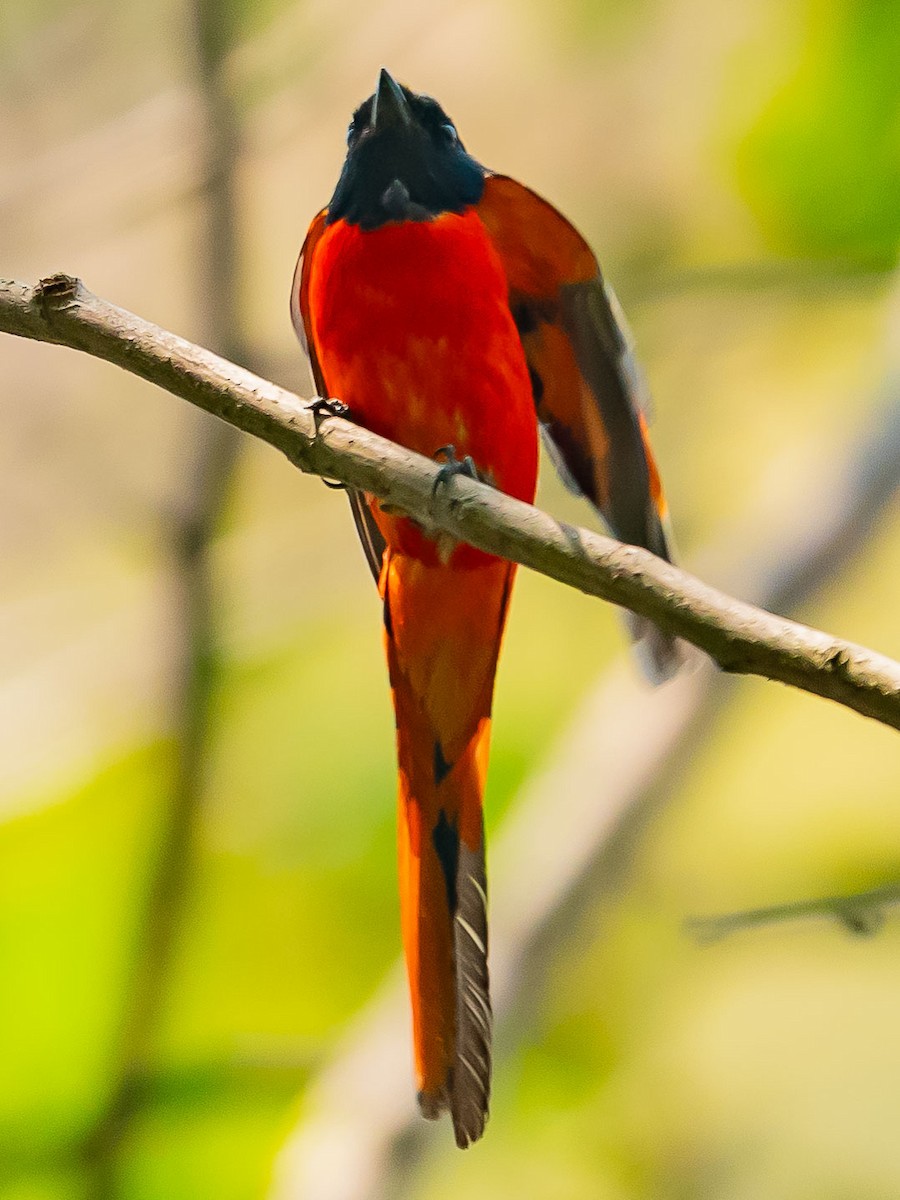 Scarlet Minivet - Jean-Louis  Carlo