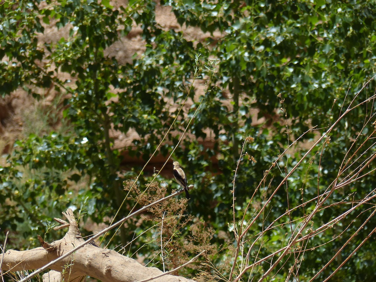 Desert Wheatear - ML619400622