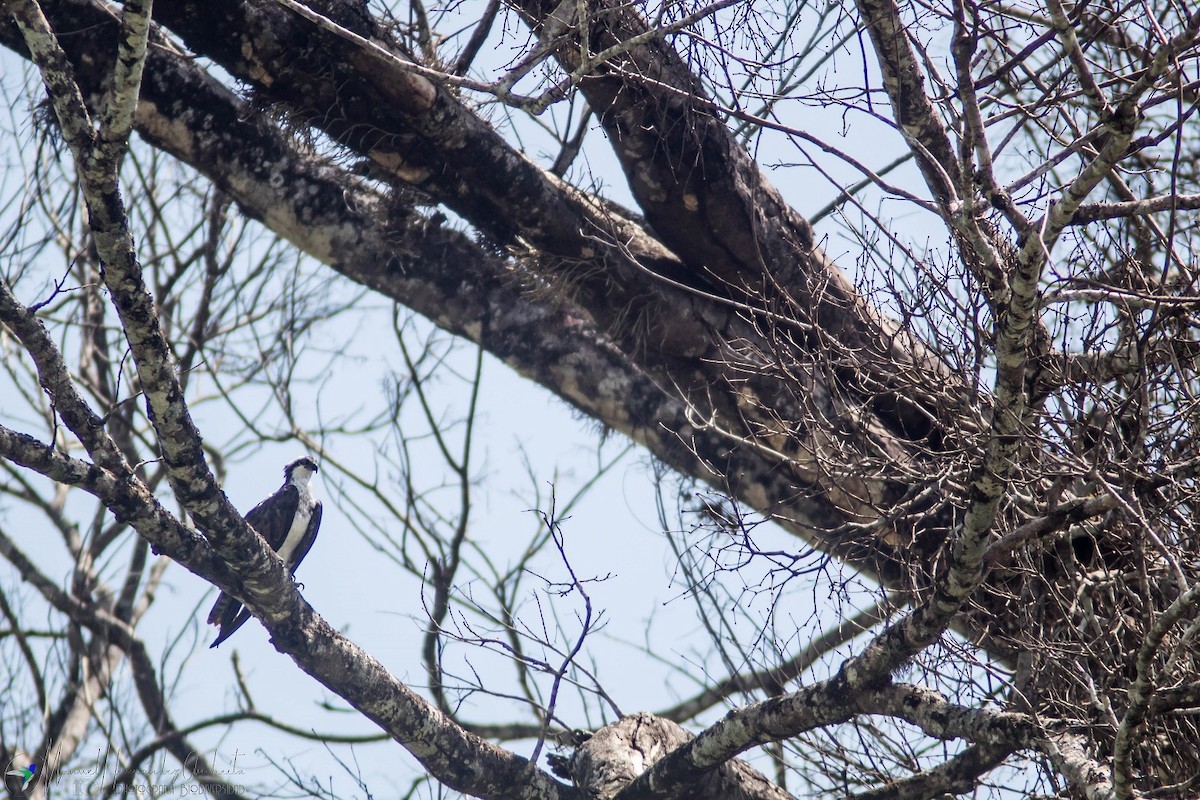 Osprey - Manuel de Jesus Hernandez Ancheita