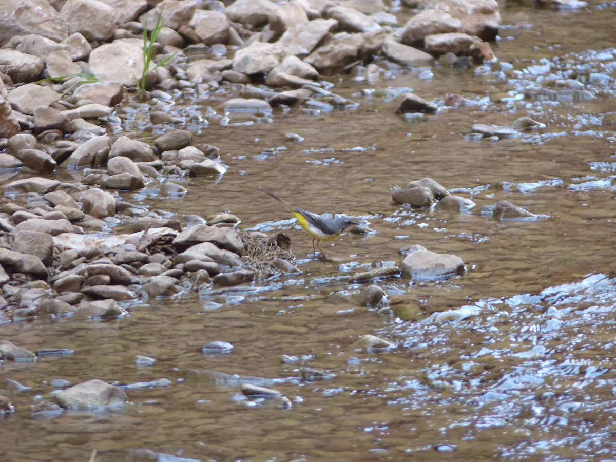 Gray Wagtail - Jorge López Álvarez