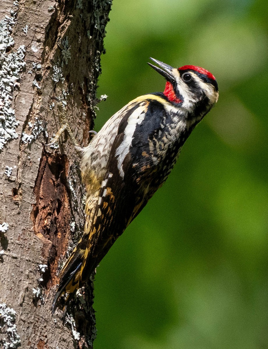 Yellow-bellied Sapsucker - Richard Thunen