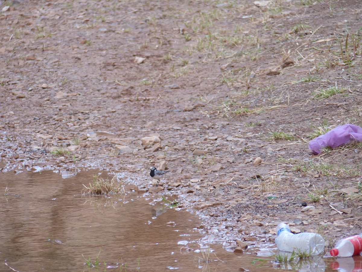 White Wagtail (Moroccan) - ML619400644