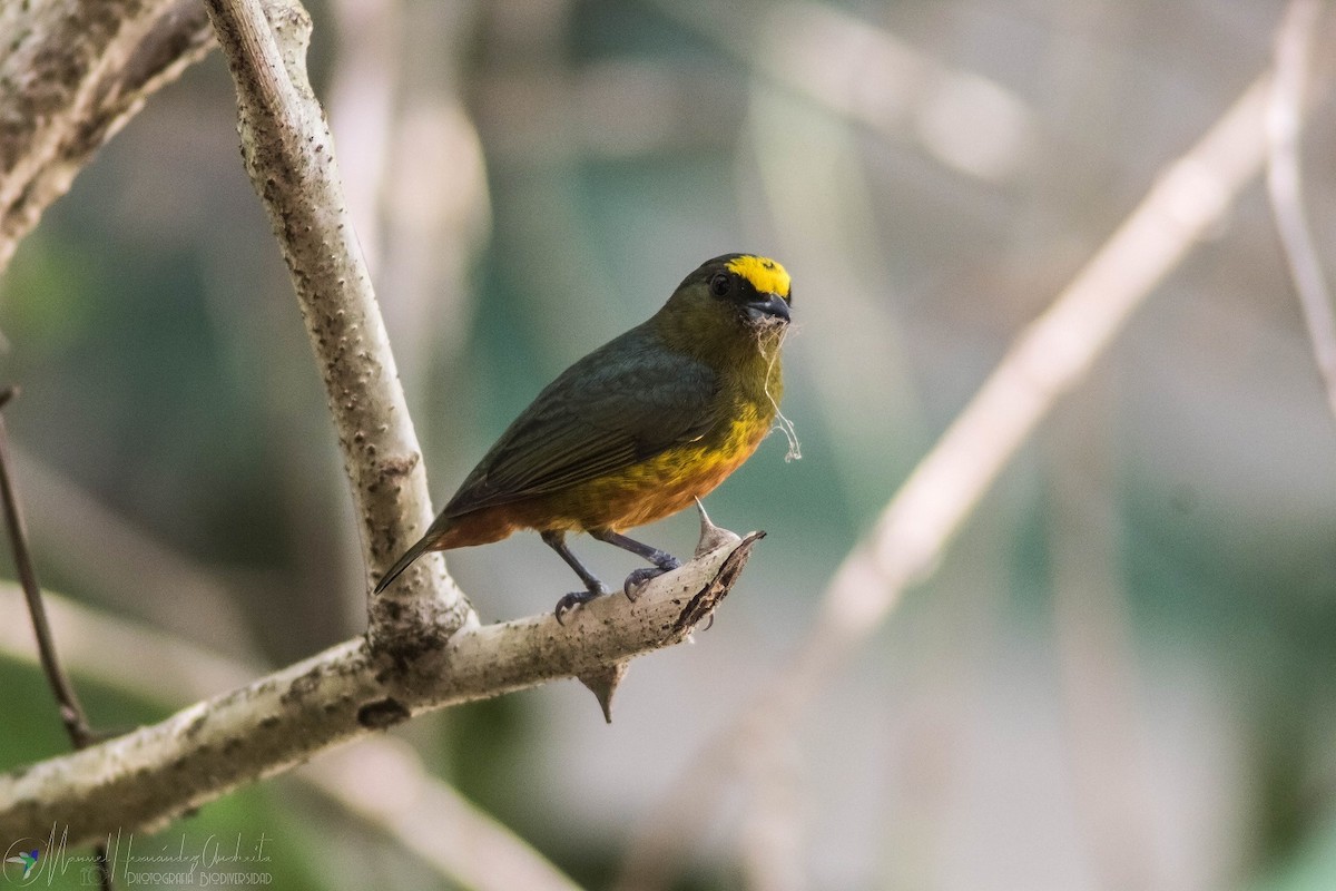 Olive-backed Euphonia - Manuel de Jesus Hernandez Ancheita