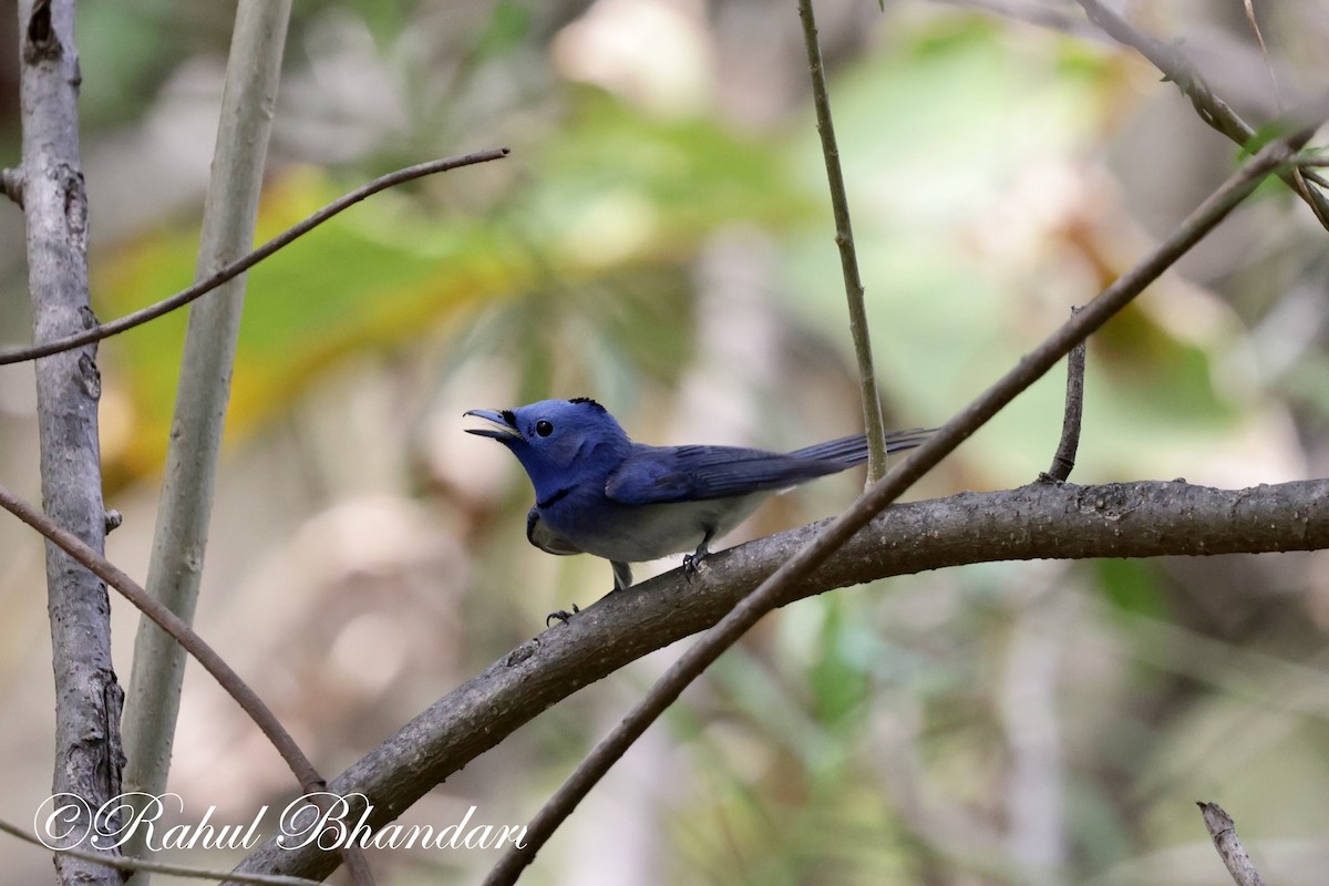 Black-naped Monarch - Rahul Bhandari