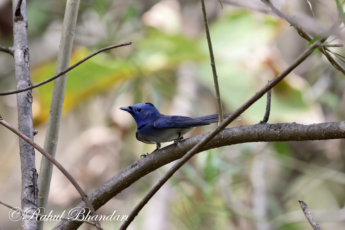 Black-naped Monarch - Rahul Bhandari