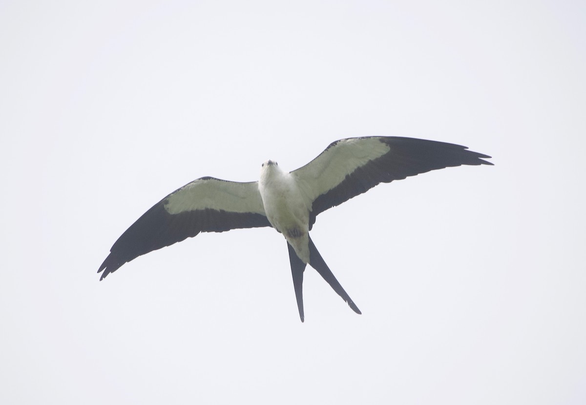 Swallow-tailed Kite - Gautam Apte