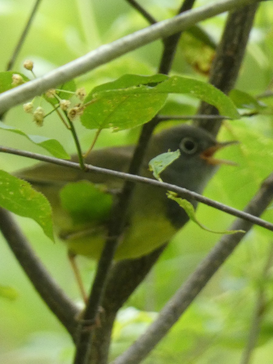 Connecticut Warbler - Charles Stebelton