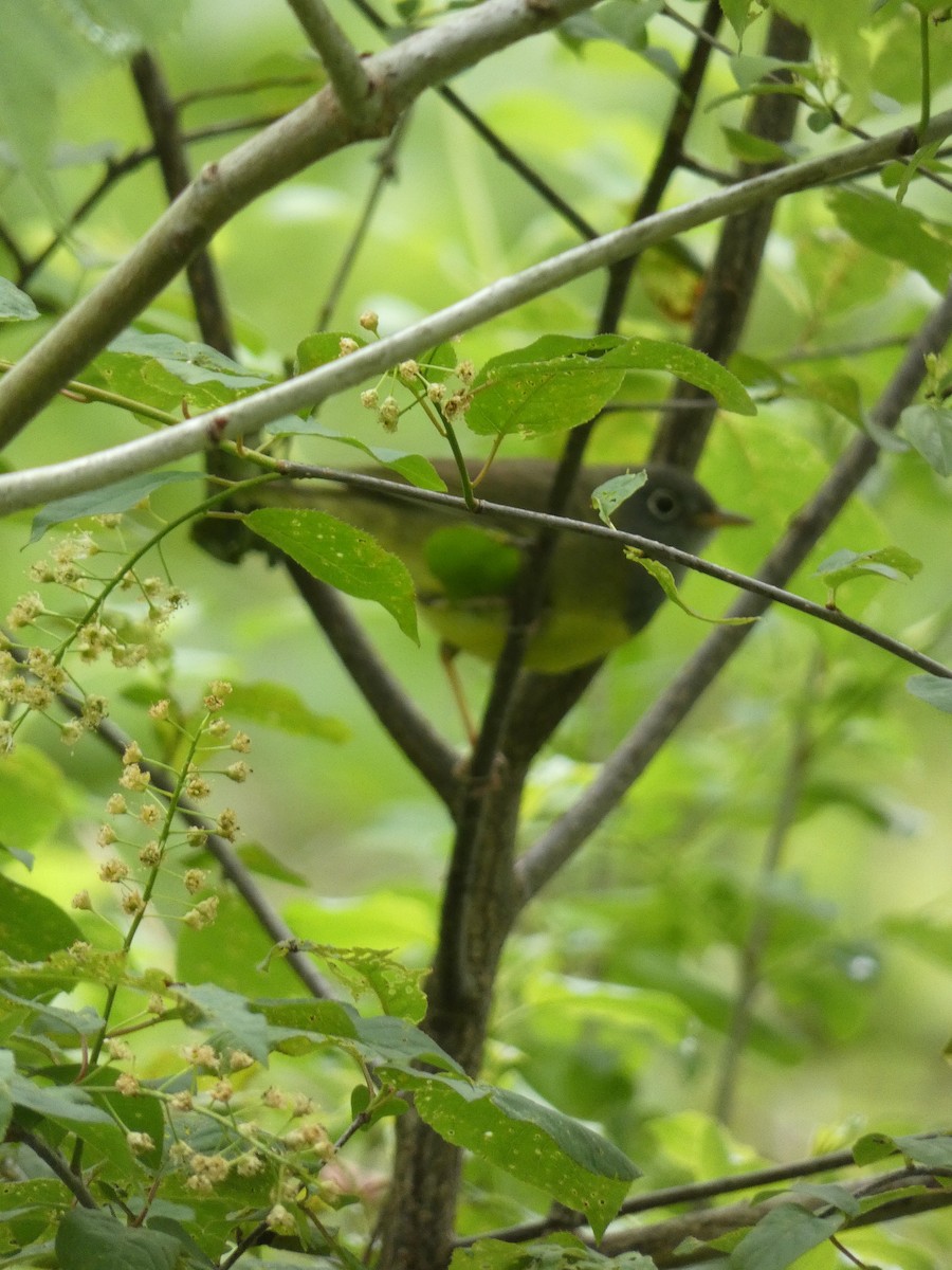 Connecticut Warbler - Charles Stebelton