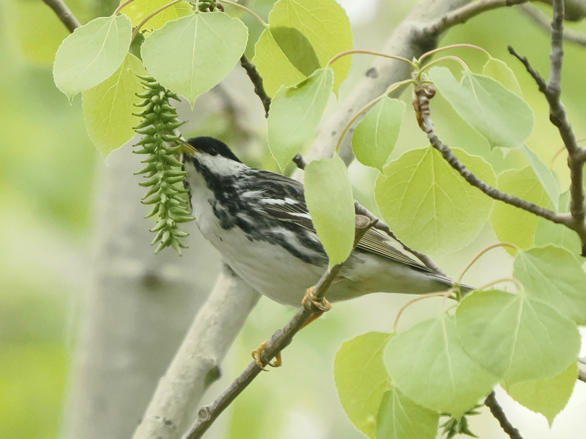 Blackpoll Warbler - ML619400690