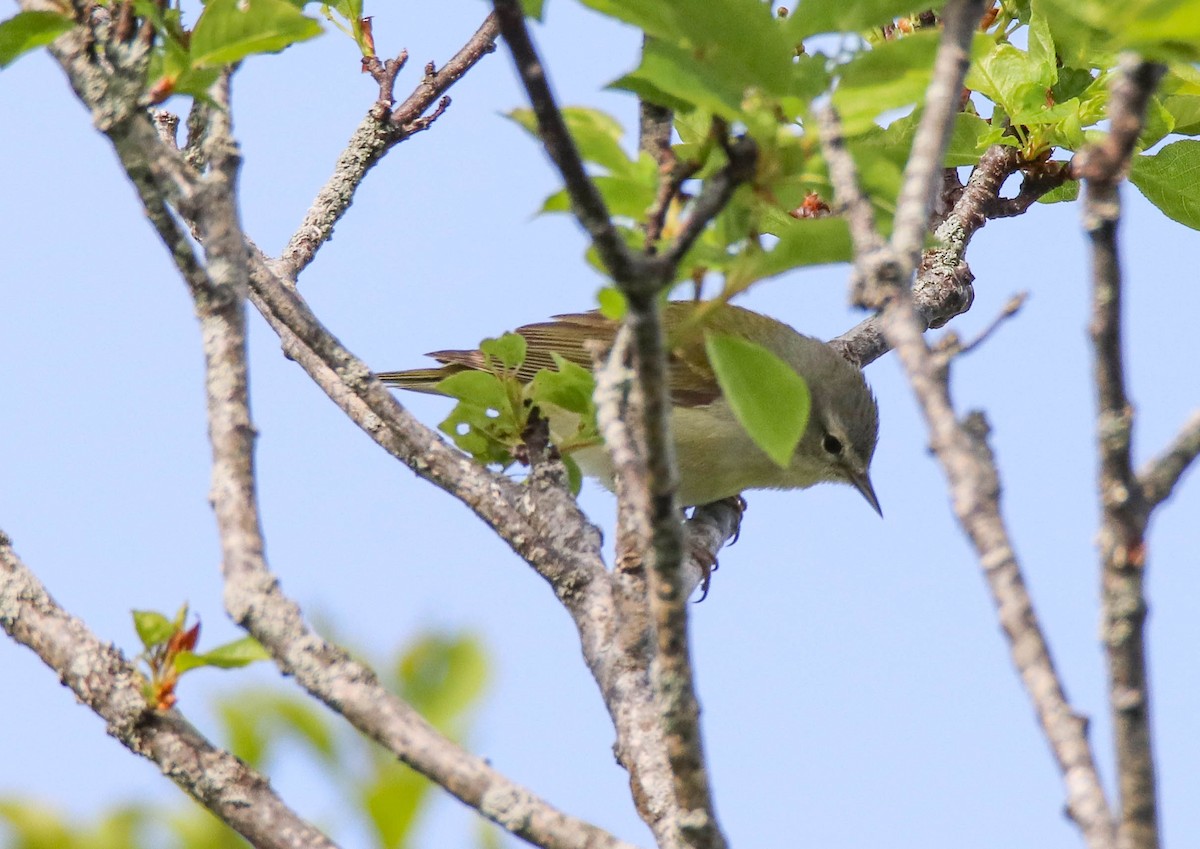 Tennessee Warbler - Zachary Holderby