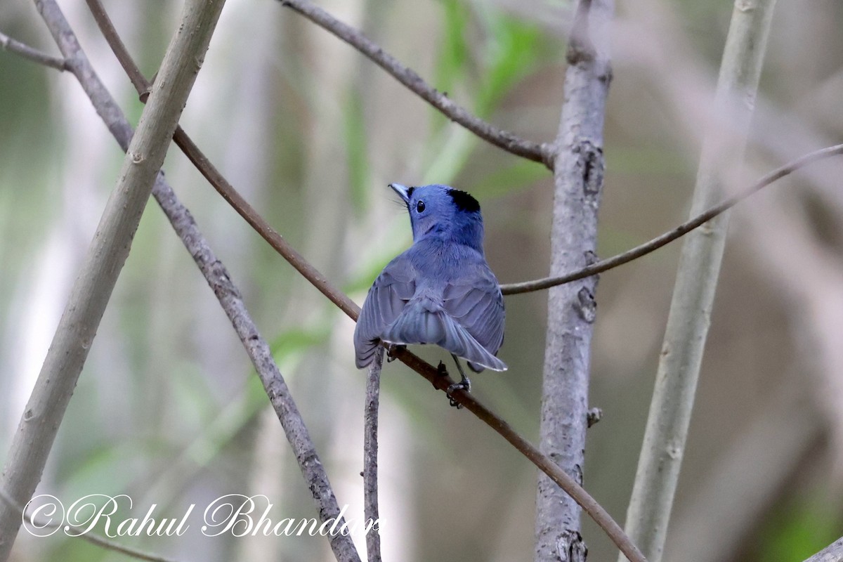 Black-naped Monarch - Rahul Bhandari