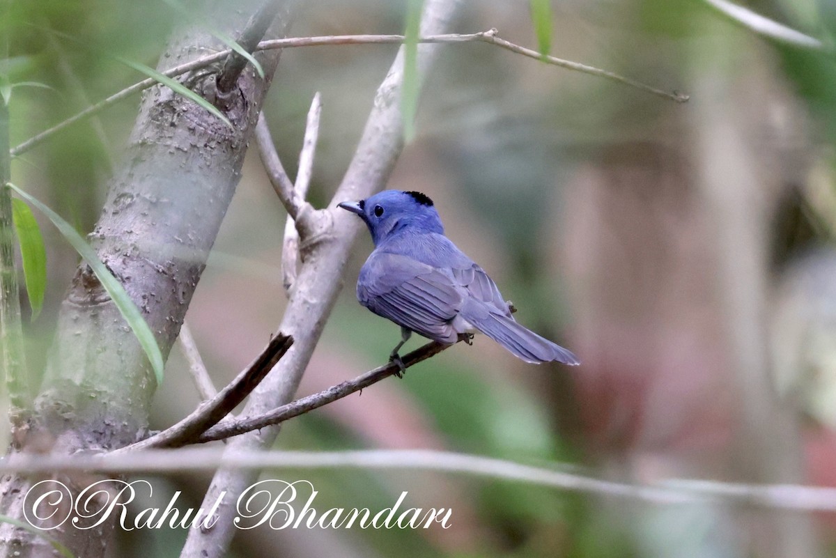 Black-naped Monarch - Rahul Bhandari