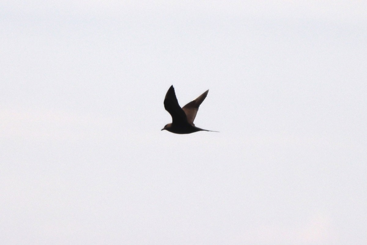 Parasitic Jaeger - Oliver Cottis