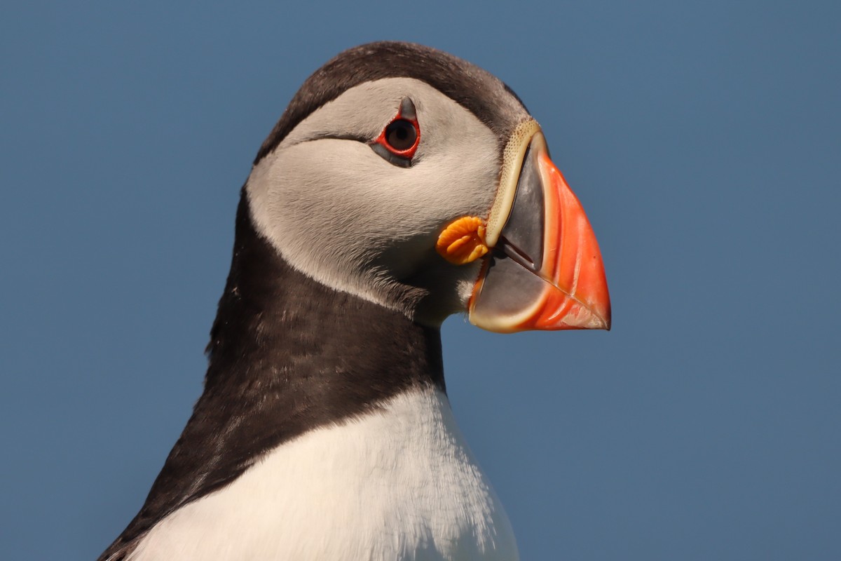 Atlantic Puffin - Oliver Cottis