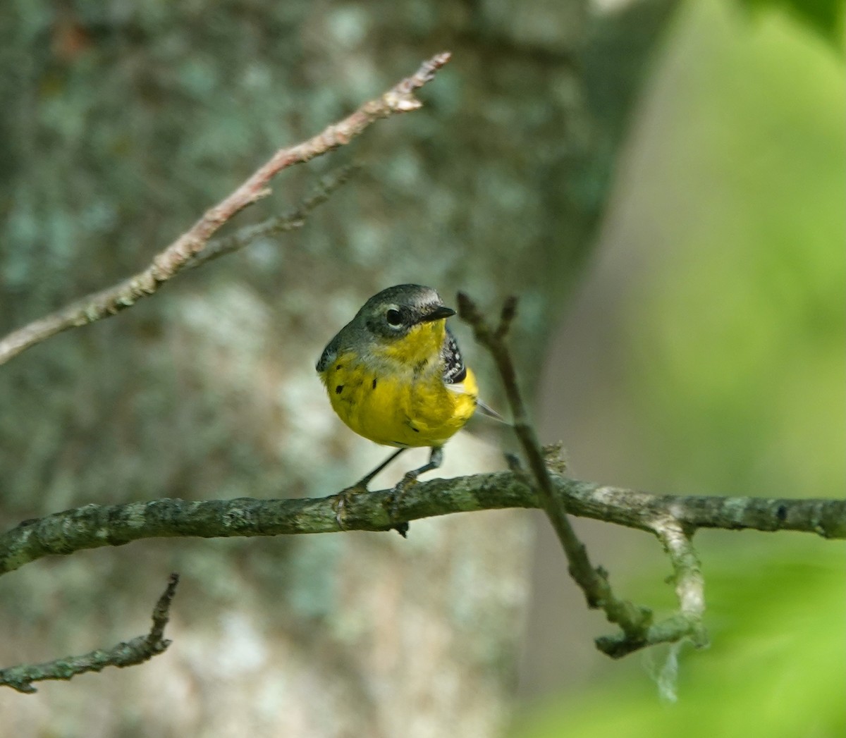 Magnolia Warbler - Timothy Spahr