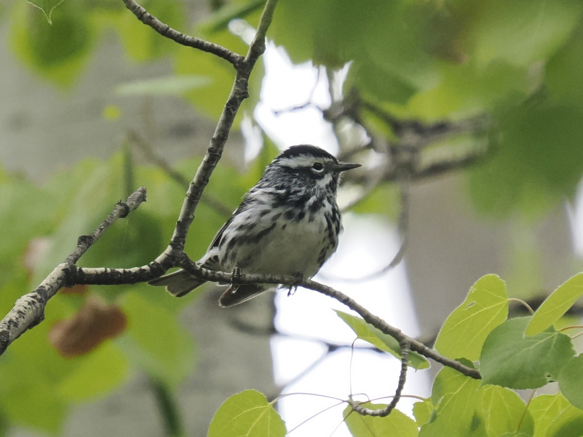 Black-and-white Warbler - ML619400733