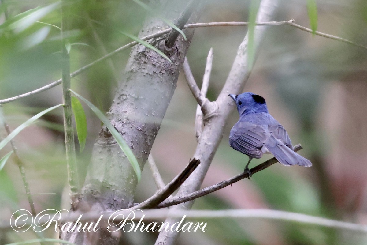 Black-naped Monarch - Rahul Bhandari