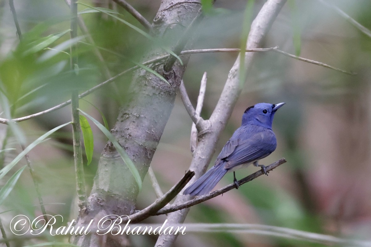 Black-naped Monarch - Rahul Bhandari