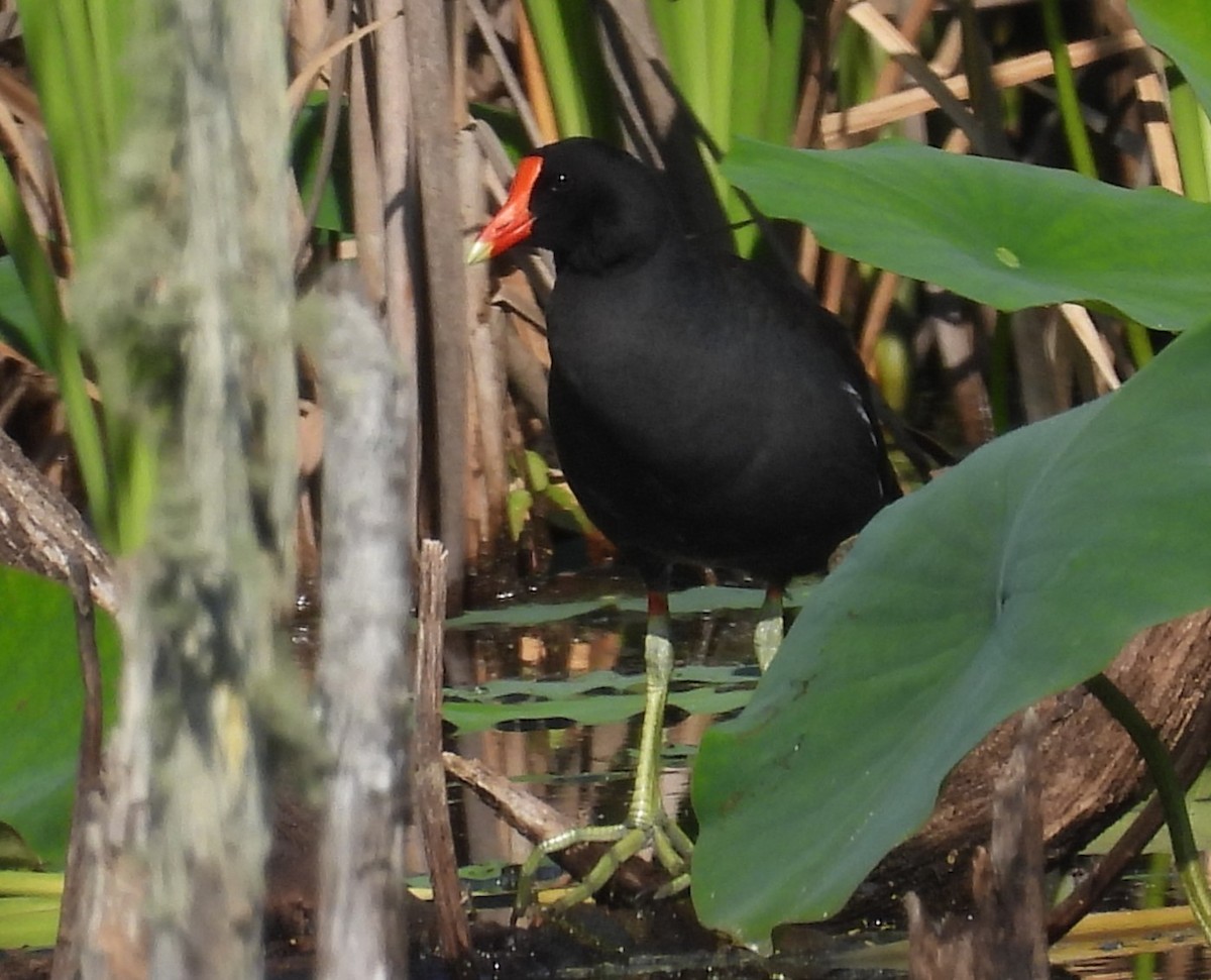 Common Gallinule - ML619400776