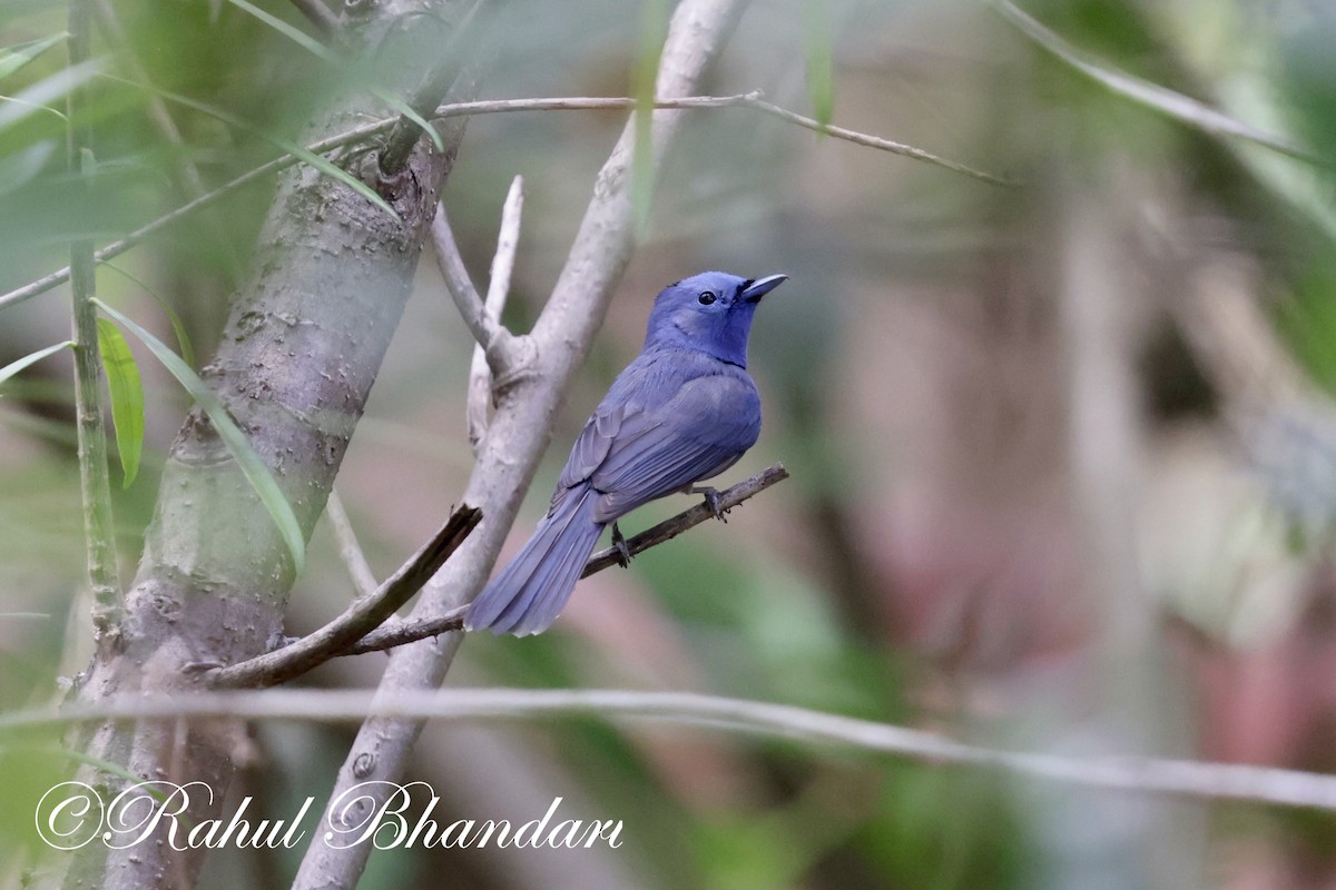 Black-naped Monarch - Rahul Bhandari