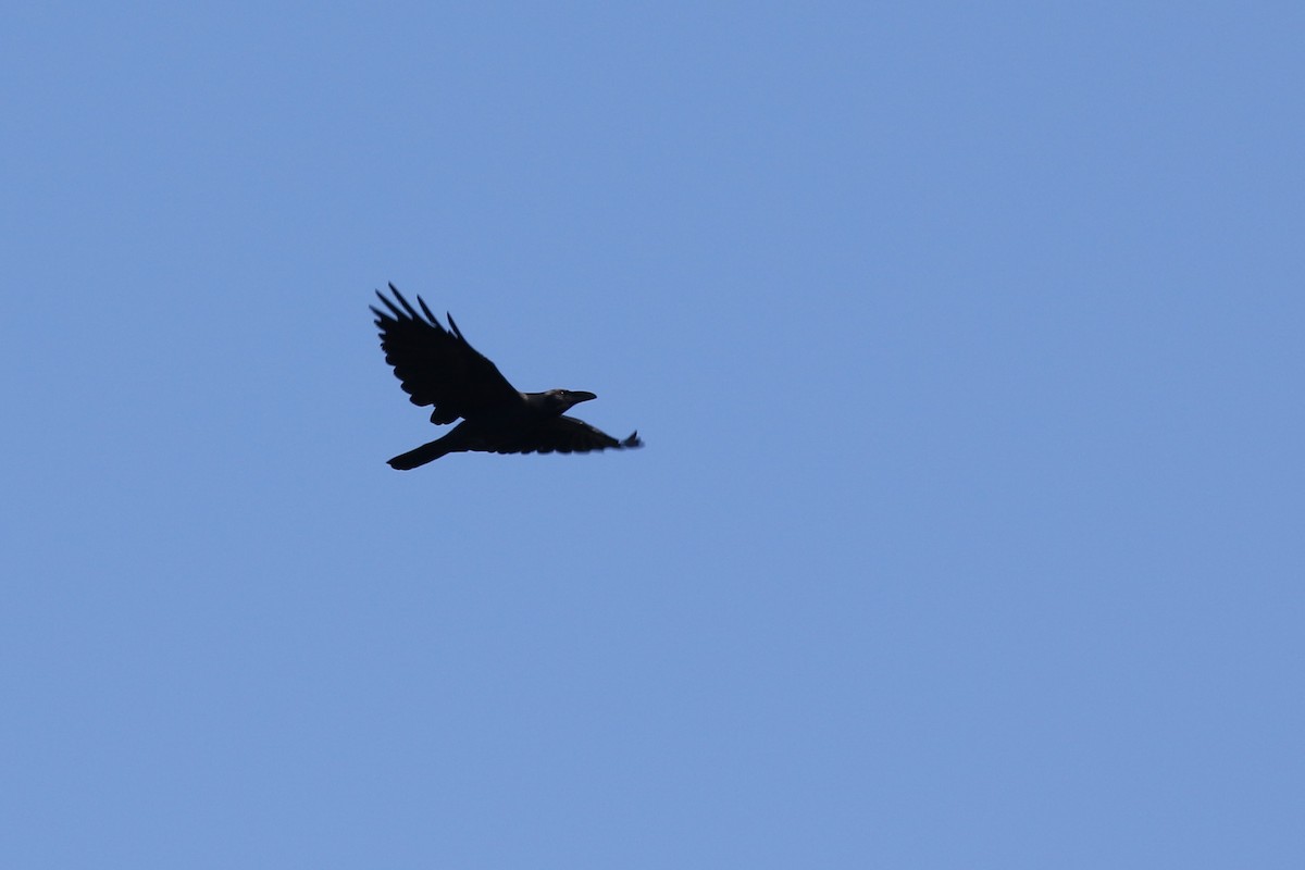 tanımsız karga (Corvus sp.) - ML619400802