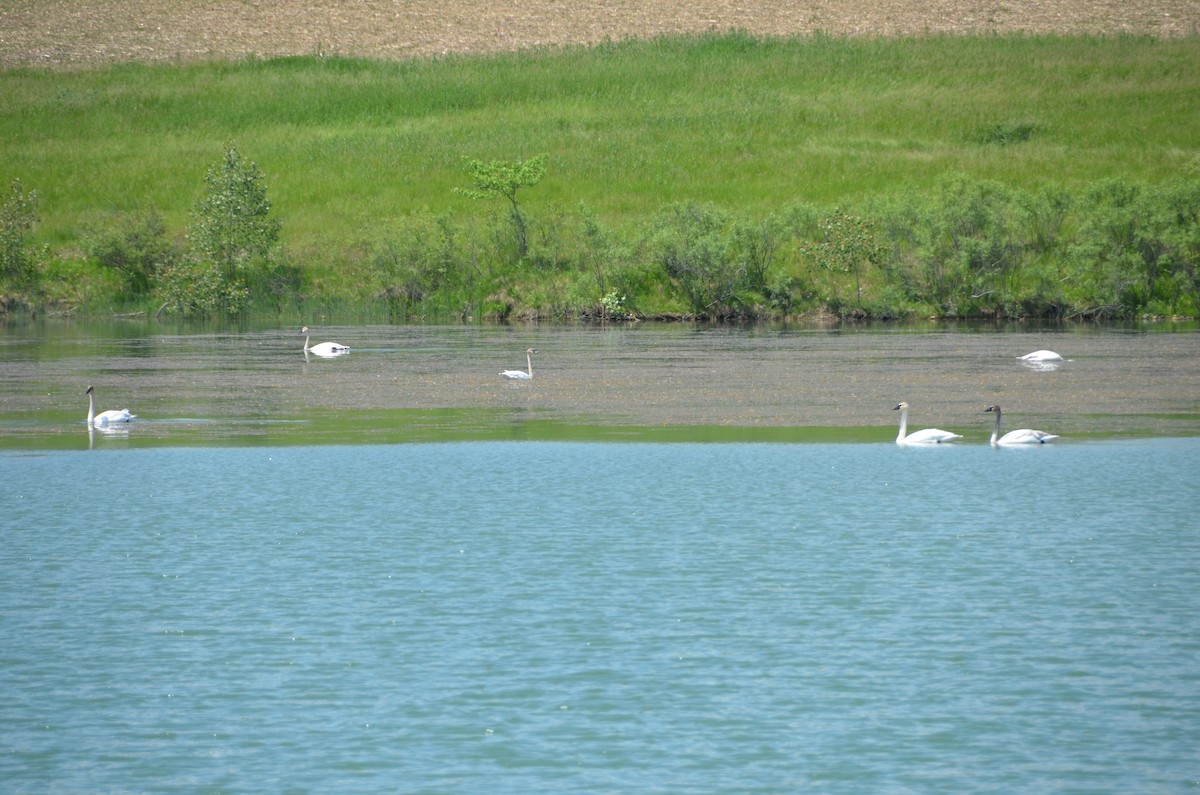 Trumpeter Swan - ML619400804