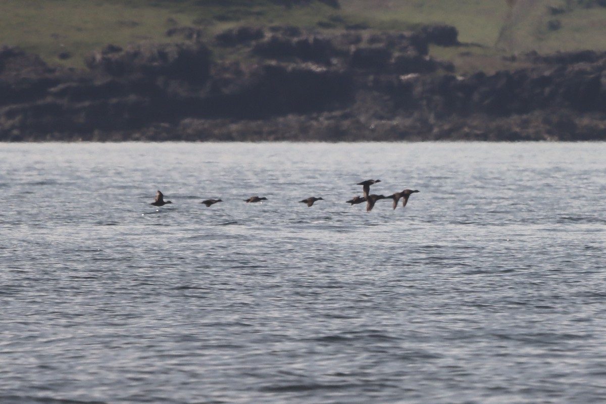 Common Scoter - ML619400813