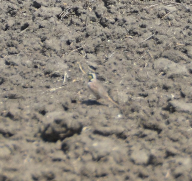 Horned Lark - Kirsten J