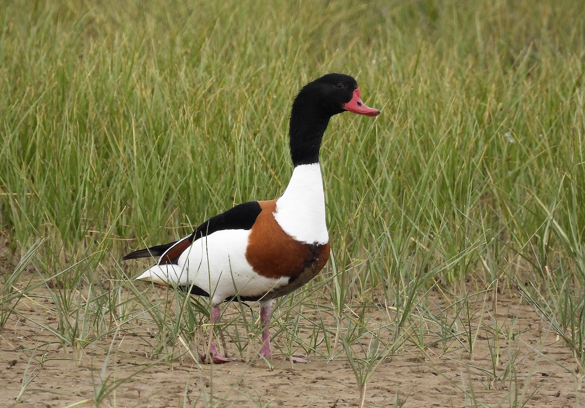 Common Shelduck - Alfonso Rodrigo