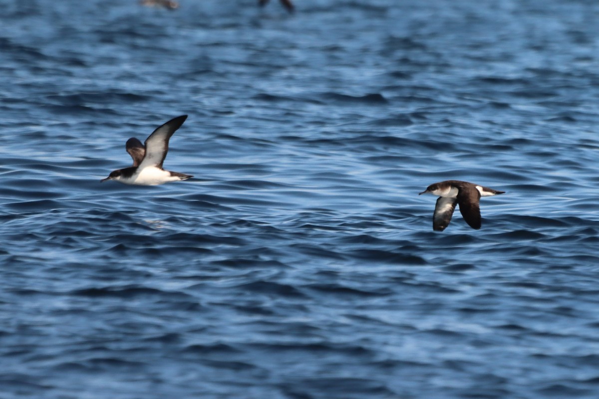 Manx Shearwater - Oliver Cottis