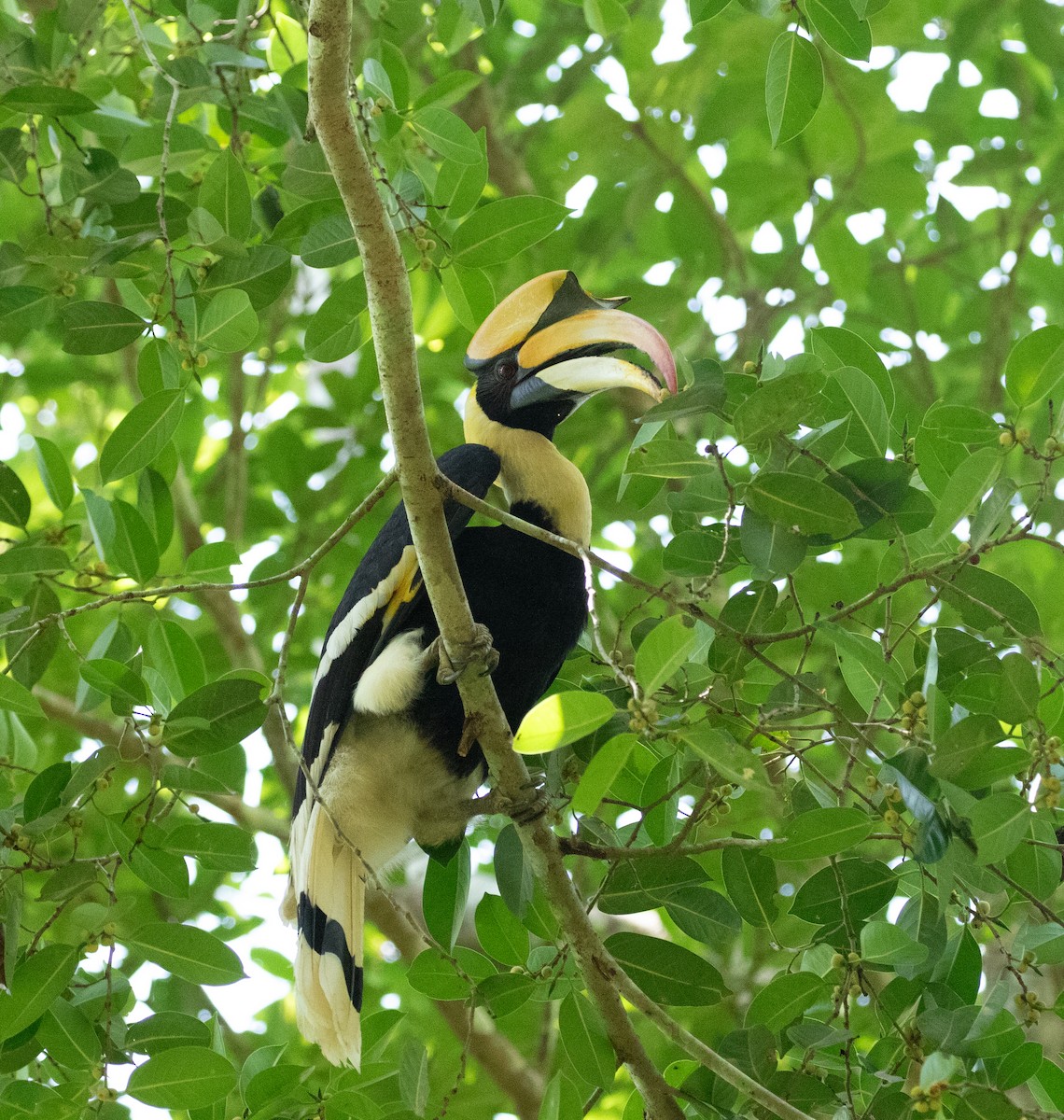 Great Hornbill - Daniel Gornall