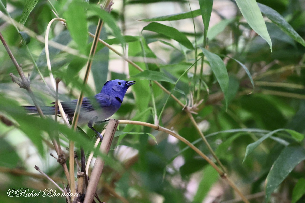 Black-naped Monarch - Rahul Bhandari