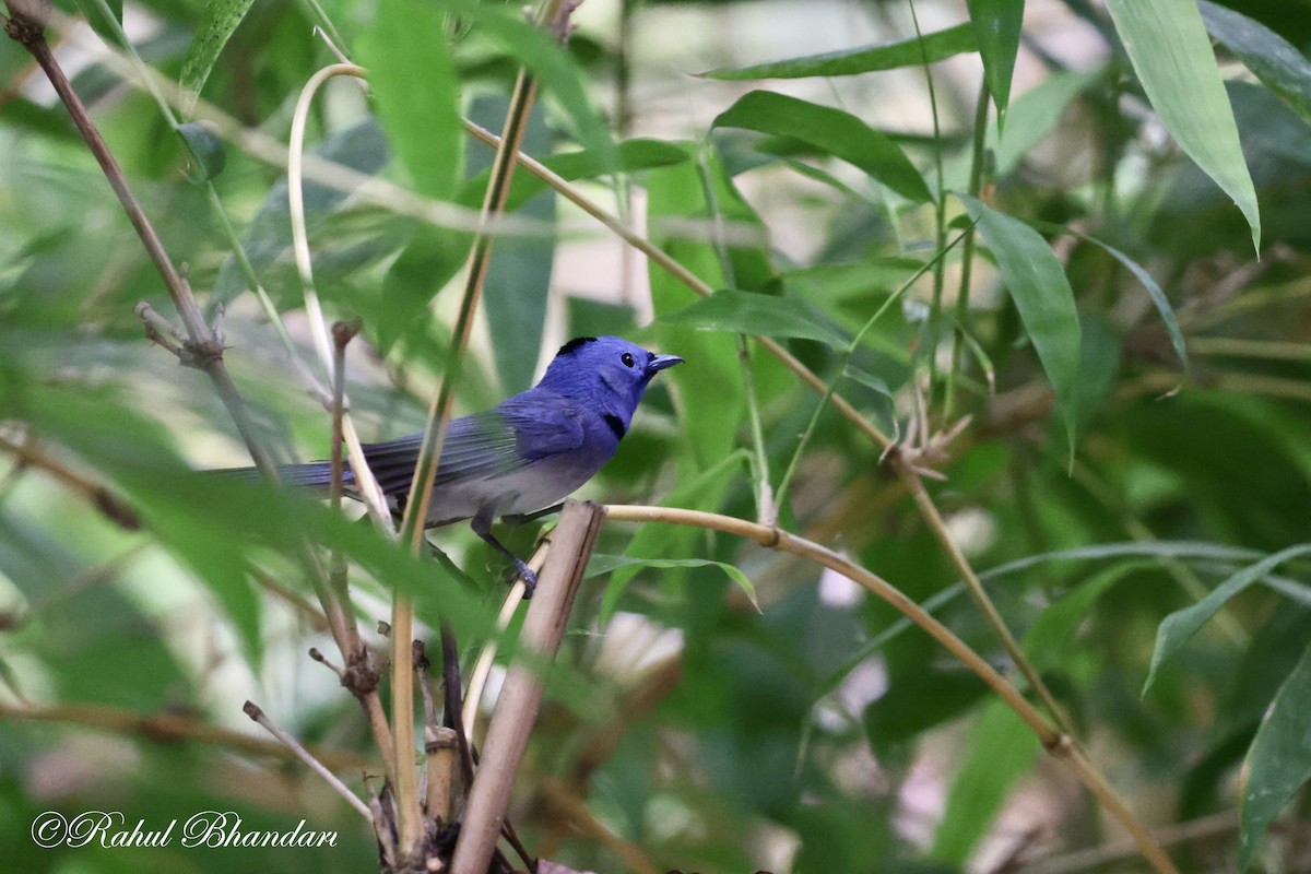 Black-naped Monarch - Rahul Bhandari