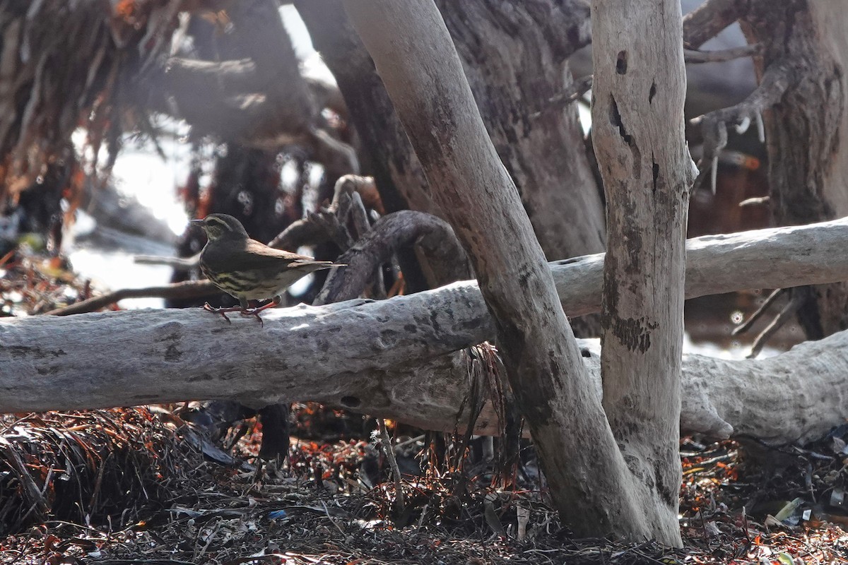 Northern Waterthrush - ML619400838