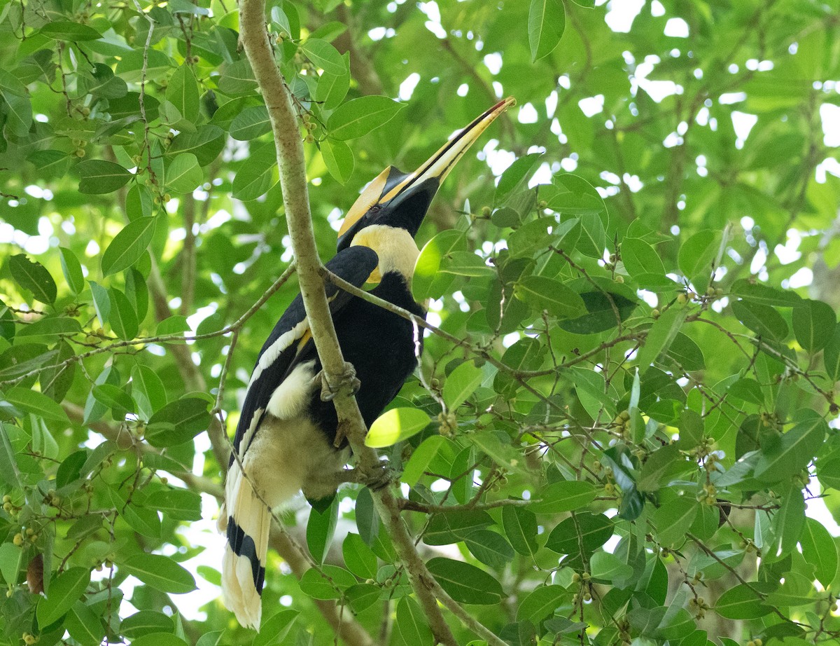 Great Hornbill - ML619400840