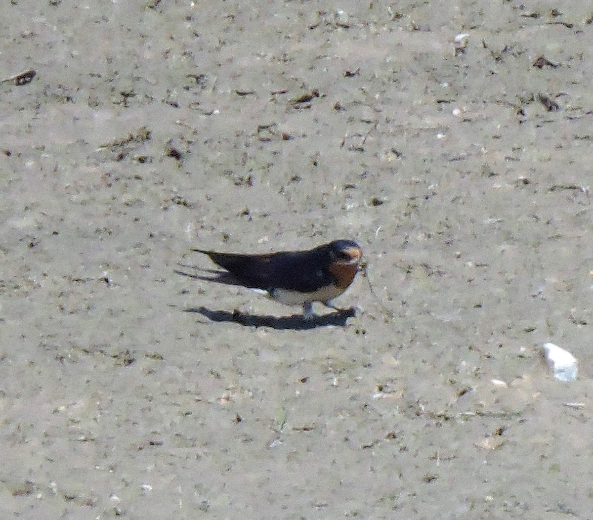 Barn Swallow - Eric Michael