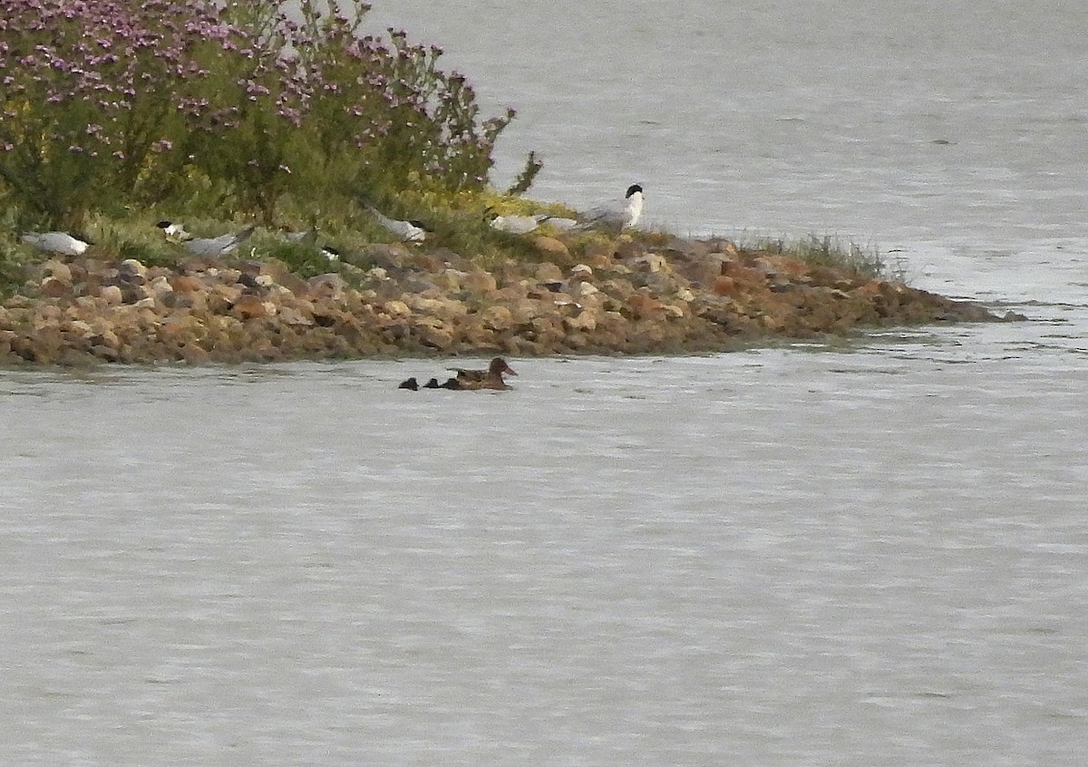 Northern Shoveler - ML619400848