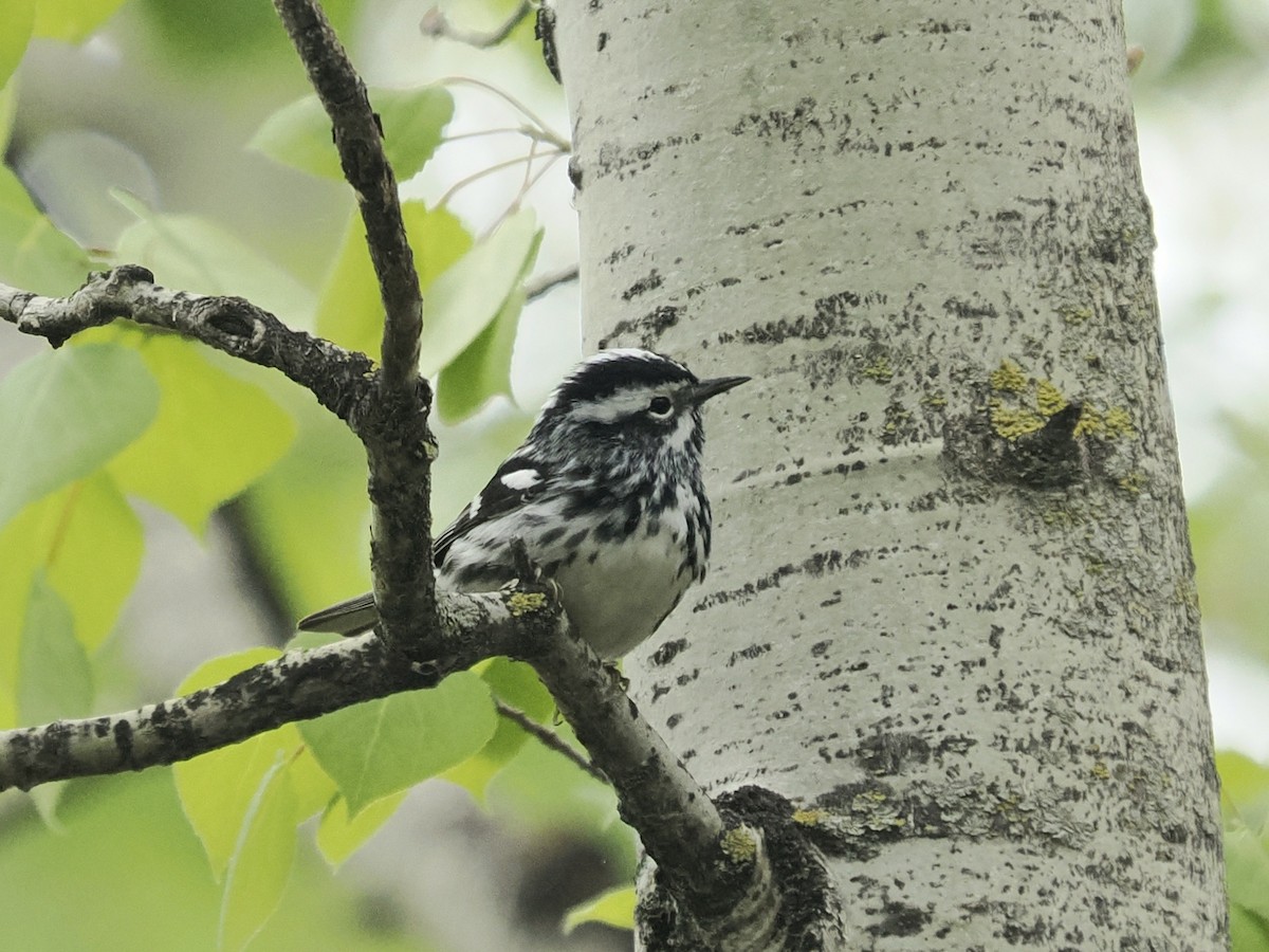 Black-and-white Warbler - ML619400850