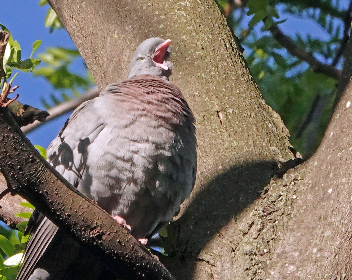 Stock Dove - Diane Drobka