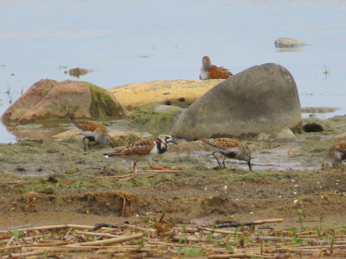 Ruddy Turnstone - james holdsworth