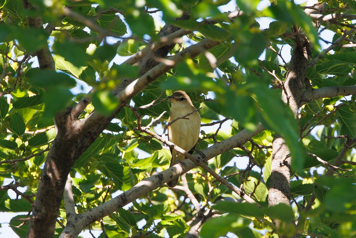 Eastern Olivaceous Warbler - Giorgi Natsvlishvili