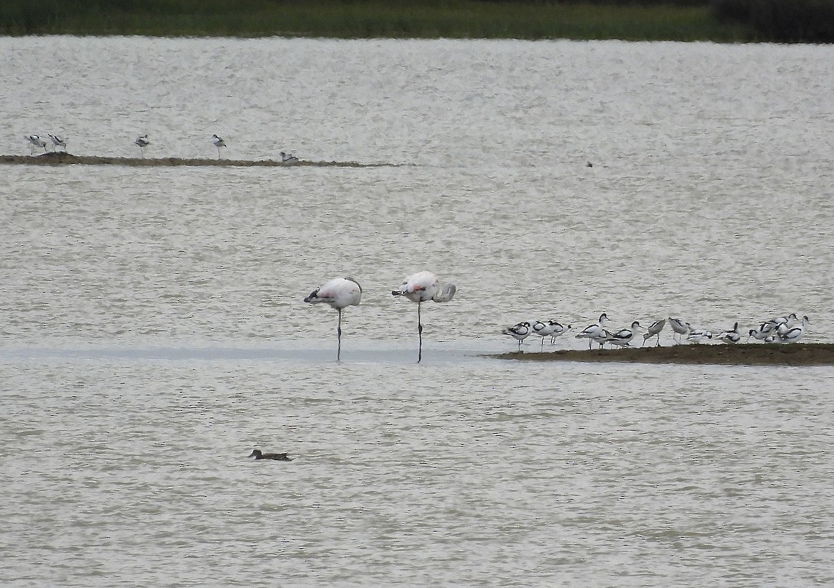 Greater Flamingo - Alfonso Rodrigo