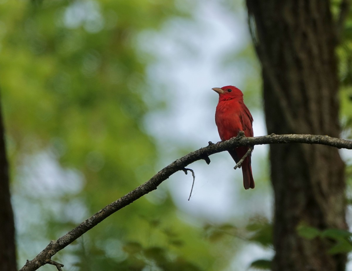 Summer Tanager - Timothy Spahr